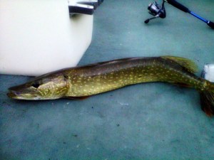 Northern Pike