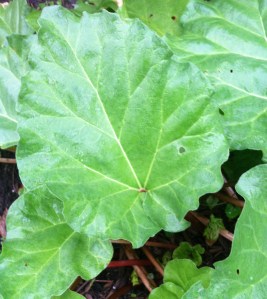 Rhubarb