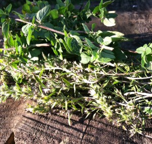 Fall Harvest Chicken